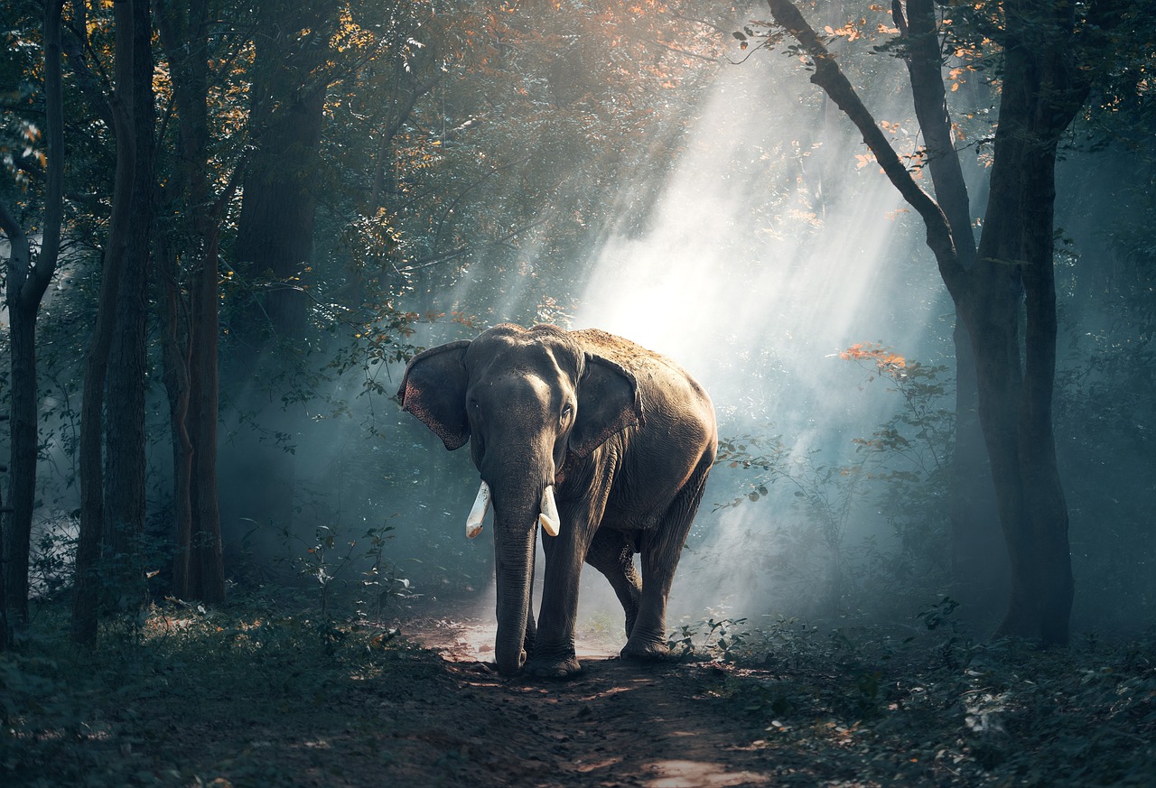 V Africe a vyznÃ¡vajÃ­ slony. 